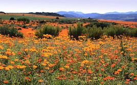 Namaqualand, Afrique du Sud