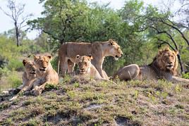 R&eacute;serve de Sabi Sand, Afrique du Sud
