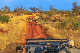 R&eacute;serve de Madikwe, Afrique du Sud