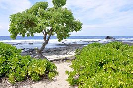 Parc historique de Kaloko-Honokohau, Hawai, &Eacute;tats-Unis