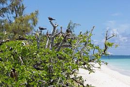 &Icirc;le aux Cocos, Maurice