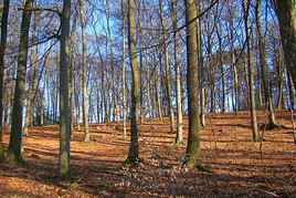 Forêt de Retz, Aisne, France