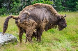 R&eacute;serve de bisons de Sainte-Eulalie, Loz&egrave;re, France