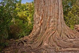 For&ecirc;t de Waipoua, Nouvelle-Z&eacute;lande