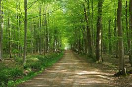For&ecirc;t de Montmorency, Val-d'Oise, France