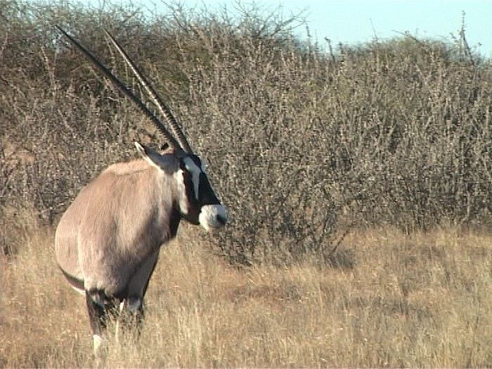 Carnet de voyage au Botswana en Juillet*Août2015  1439974491-r6nbs67gILH7szb