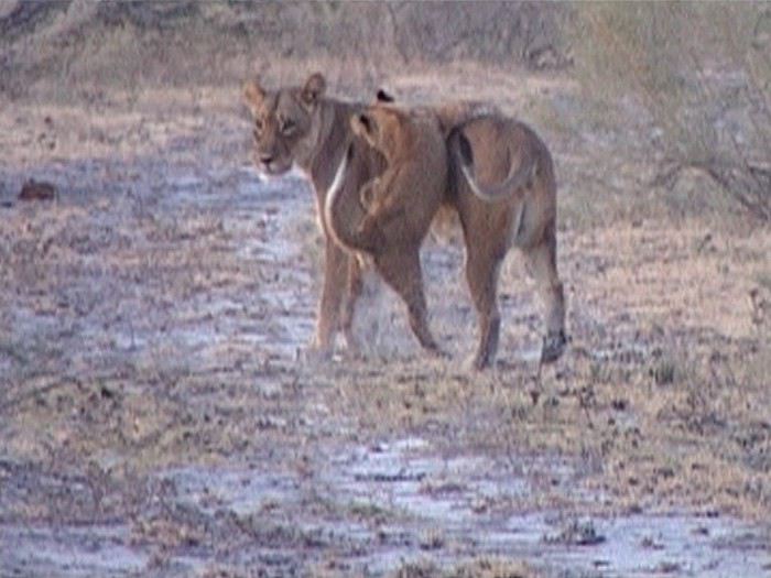 Carnet de voyage au Botswana en Juillet*Août2015  1439991236-L3DwWksTFvZRRXD