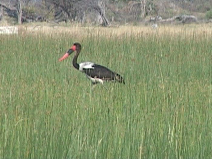 Carnet de voyage au Botswana en Juillet*Août2015  1440057970-Yqy0lwOrXOcl12G