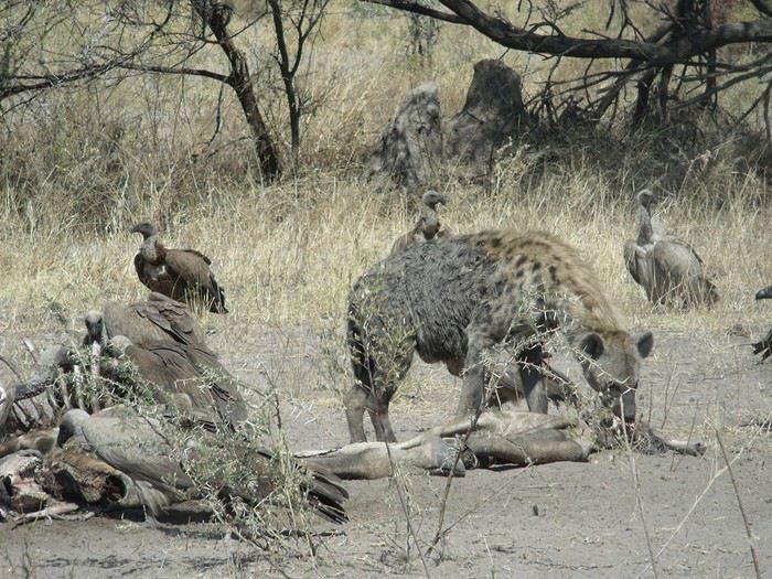 Carnet de voyage au Botswana en Juillet*Août2015  1440175437-l2qJ4v8ZyJWmgnM