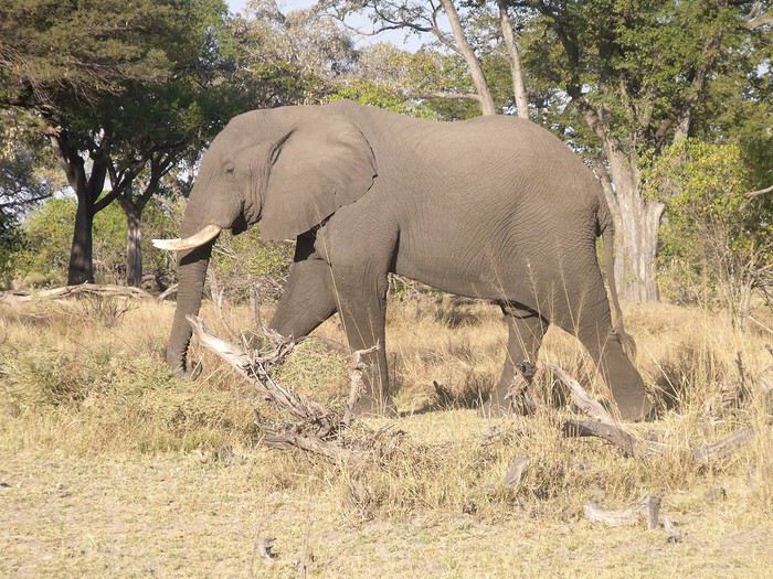 Carnet de voyage au Botswana en Juillet*Août2015  1440175916-182LJzXzyPTEyY8