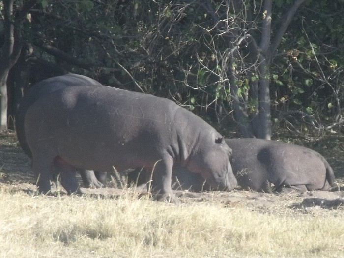 Carnet de voyage au Botswana en Juillet*Août2015  1440248946-o5bqruD9hM0WPe4