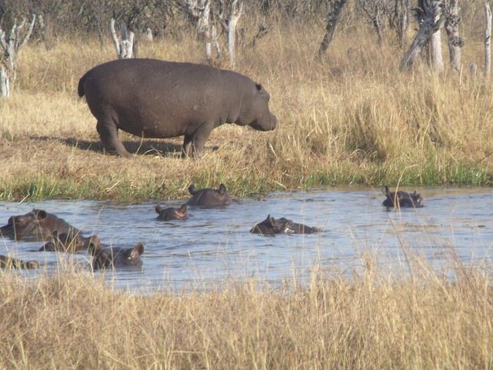 Carnet de voyage au Botswana en Juillet*Août2015  1440482700-aAOLX4v1zxKpP7A