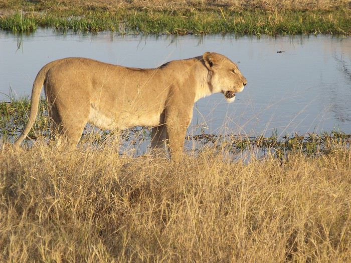 Carnet de voyage au Botswana en Juillet*Août2015  1440484195-hACgF7Cq9YHPxHw