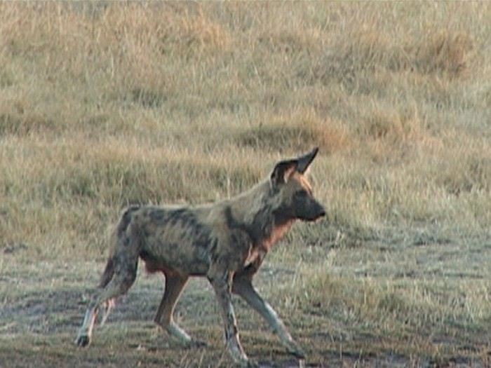 Carnet de voyage au Botswana en Juillet*Août2015  1440484739-RkUMeWjeskYGm7V