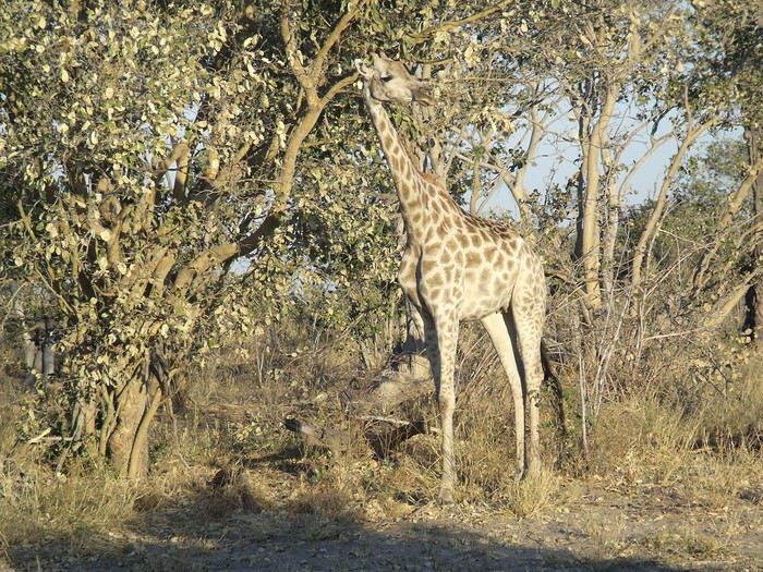 Carnet de voyage au Botswana en Juillet*Août2015  1440523259-3LuMGihp73rnnyk