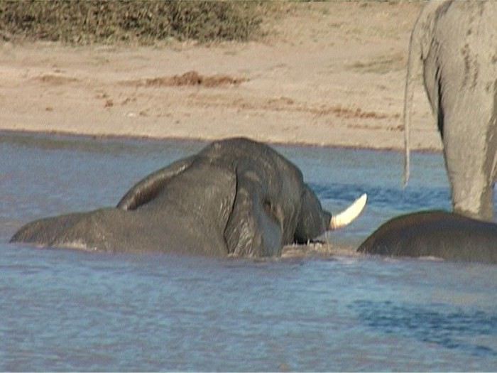 Carnet de voyage au Botswana en Juillet*Août2015  1440523487-hb0jmXE3qp5yNvQ