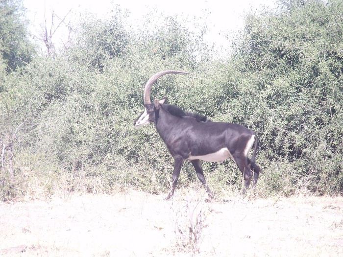 Carnet de voyage au Botswana en Juillet*Août2015  1440914332-teAqbnPEhKlo5o6