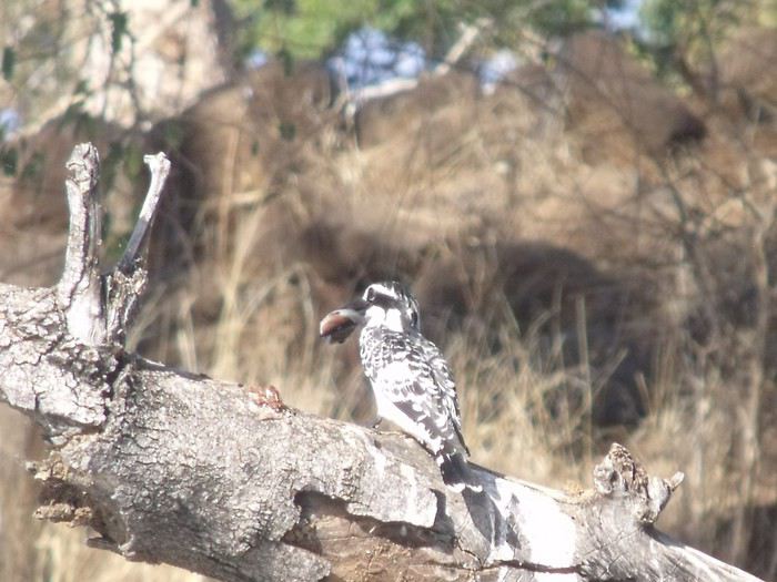 Carnet de voyage au Botswana en Juillet*Août2015  1440914889-xB6KuE0wQ7yJYt5