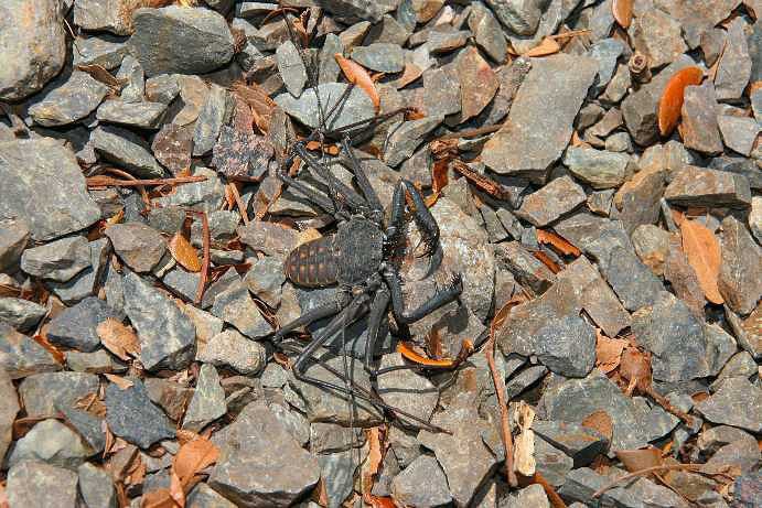 Animaux dangereux au Costa Rica? | Forum: Costa Rica | Voyage Forum