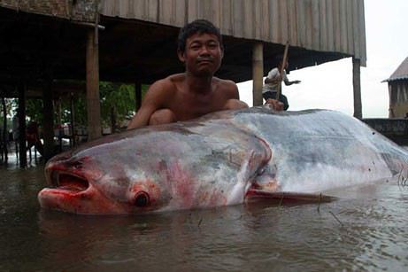 Des Pecheurs Thailandais Attrapent Le Plus Gros Poisson Chat Du Monde Forum Thailande Voyage Forum