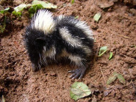 Où rencontrer la faune de Madagascar? | Forum: Madagascar | Voyage Forum