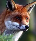 Renard74