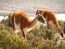 Elguanaco