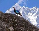 Vnepal