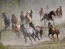 Apaloosa77