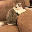 PO