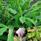 51cardamome