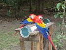 Cracotte40