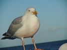 LY
