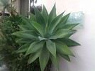 Trachycarpus