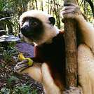 PO
