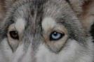 Musher33