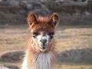 Bastout