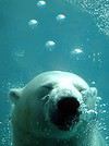 Whbear