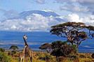 Wanjiku