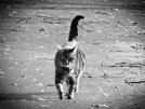 Kitty61