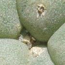 EM
