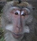 MA