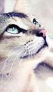 Claire67thai
