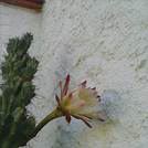 CA