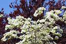 Cornus