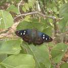PapilioMacha