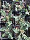 YV