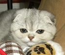 Choutbelle