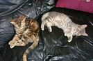 MI