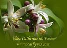 CA